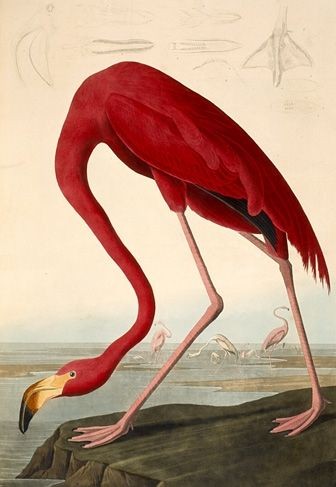 John James Audubon American Flamingo
